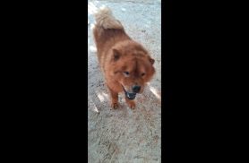 Cachorro Bethoveen, é um Chow Chow Marrou sumiu já faz 4 desapareceu no bairro Cascavel Velho Cachorro Bethoveen, é um Chow Chow Marrou sumiu já faz 4 desapareceu no bairro Cascavel Velho
