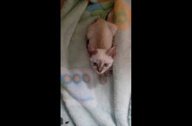 Gata Bianca desapareceu no bairro Cascavel Velho