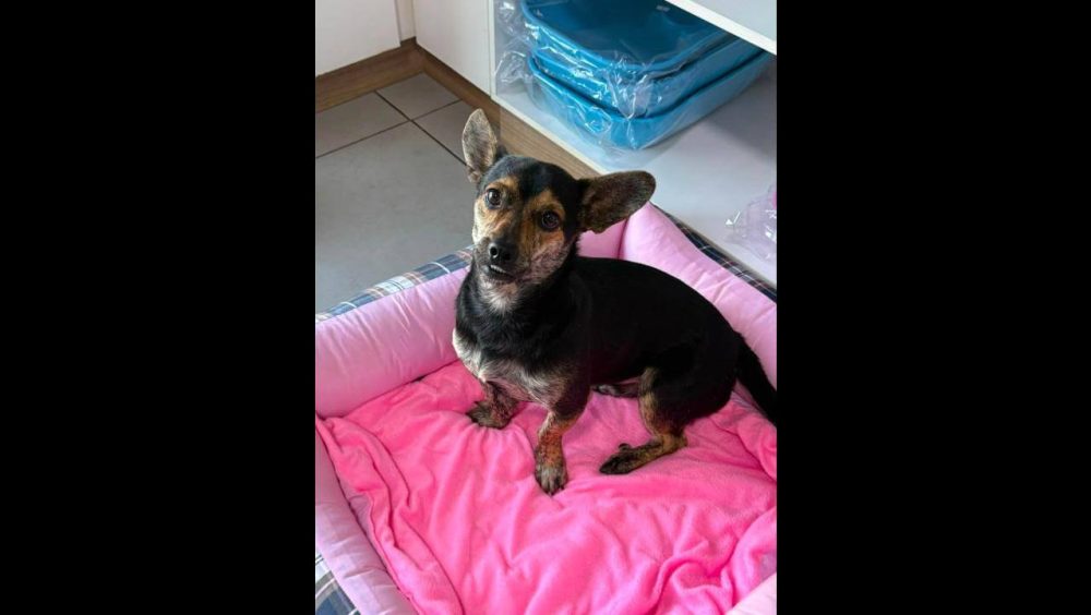 Cachorro é encontrado no bairro Santa Cruz Imagem referente a Cachorro é encontrado no bairro Santa Cruz