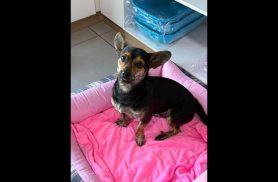 Cachorro é encontrado no bairro Santa Cruz Cachorro é encontrado no bairro Santa Cruz