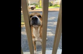 Cachorro é encontrado no bairro Coqueiral Cachorro é encontrado no bairro Coqueiral