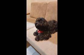 Cachorra é encontrada no bairro Recanto Tropical Cachorra é encontrada no bairro Recanto Tropical