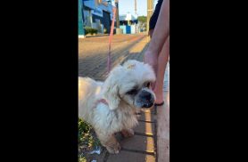 Cachorro é encontrado no bairro Pacaembu