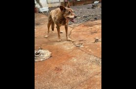 Cachorro Fred desapareceu no bairro Parque Verde