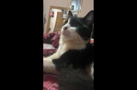 Gato Floquinho desapareceu no bairro Coqueiral