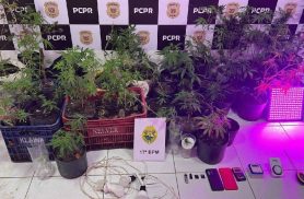 Homem é preso após fugir da PM e polícia encontrar plantação de maconha em casa