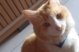 Gato Mimi desapareceu no bairro 14 de Novembro
