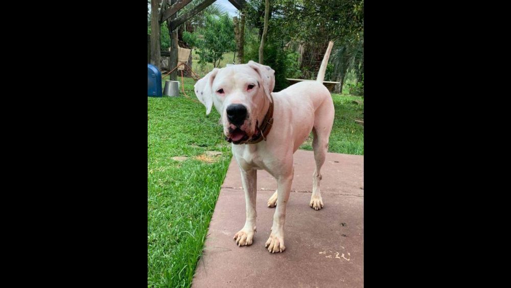 Cachorro Duque desapareceu no bairro Country Imagem referente a Cachorro Duque desapareceu no bairro Country