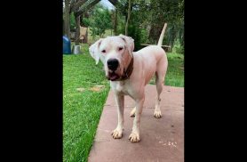Cachorro Duque desapareceu no bairro Country