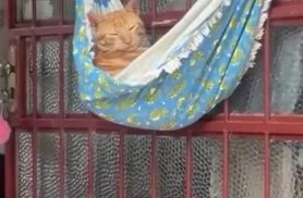 Gato preguiçoso em rede conquista a internet com vídeo divertido