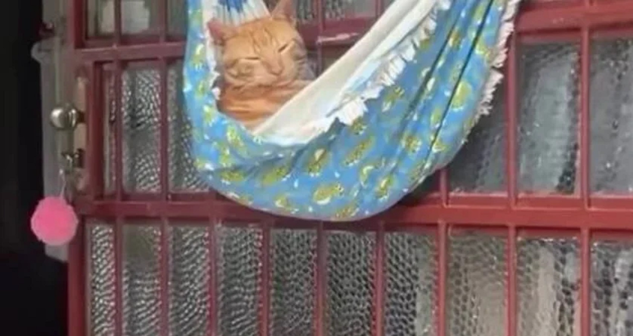 Gato preguiçoso em rede conquista a internet com vídeo divertido