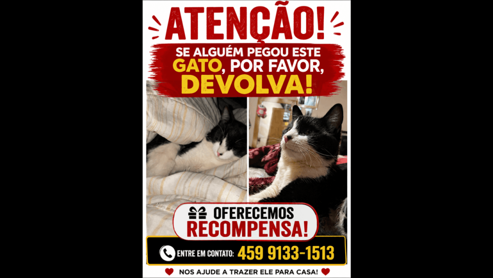 Gato Floquinho desapareceu no bairro Coqueiral Imagem referente a Gato Floquinho desapareceu no bairro Coqueiral