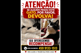 Gato Floquinho desapareceu no bairro Coqueiral