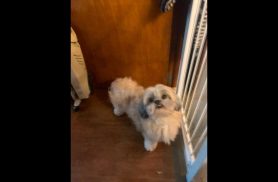Cachorra Belinha desapareceu no bairro Brasília