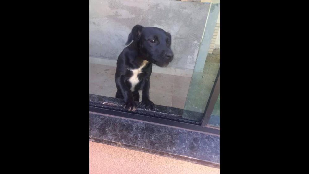 Cachorra é encontrada no bairro Região do Lago Imagem referente a Cachorra é encontrada no bairro Região do Lago