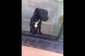 Cachorra é encontrada no bairro Região do Lago