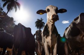 União Europeia oficializa veto à carne brasileira a partir de setembro