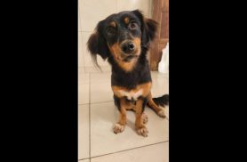 Cachorra Tereza desapareceu no bairro Cancelli