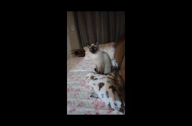 Gata Bela desapareceu no bairro Morumbi