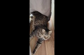 Gato Theo desapareceu no bairro Jardim Siena