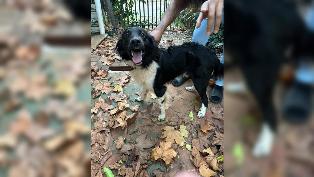 Cachorro foi localizado no Bairro Brasília Imagem referente a Cachorro foi localizado no Bairro Brasília