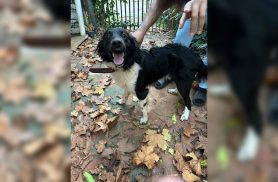 Cachorro foi localizado no Bairro Brasília