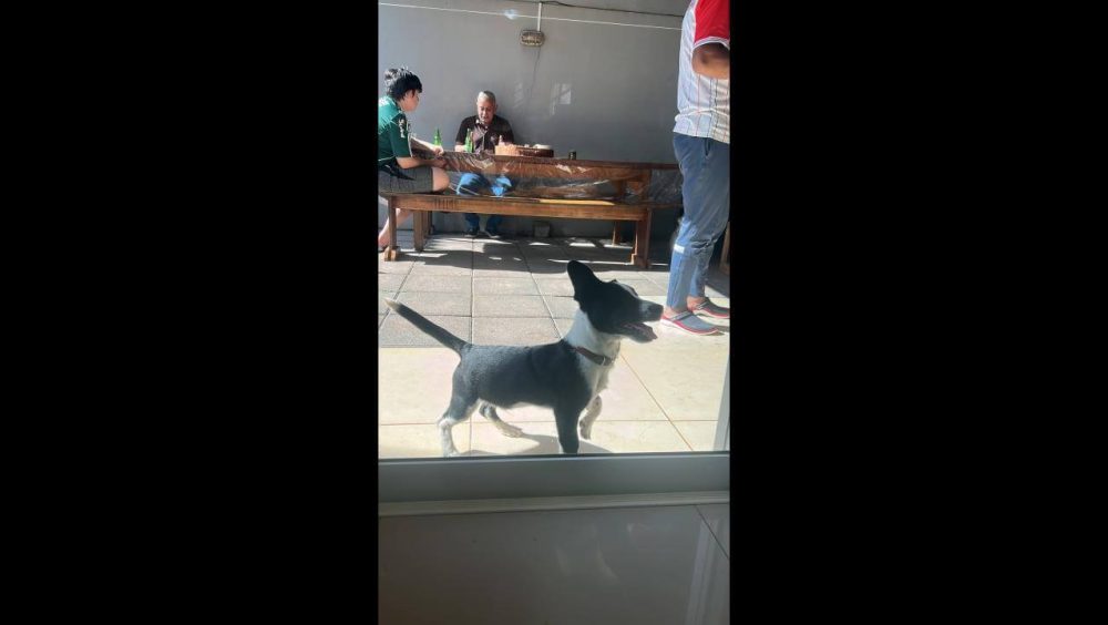 Cachorro é encontrado no bairro Maria Luiza Imagem referente a Cachorro é encontrado no bairro Maria Luiza