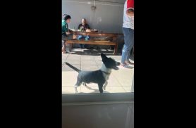 Cachorro é encontrado no bairro Maria Luiza