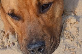 Pitbull é abandonado, agoniza por dias e acaba morto após resgate no Paraná