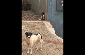 Cachorro é encontrado no bairro Centro