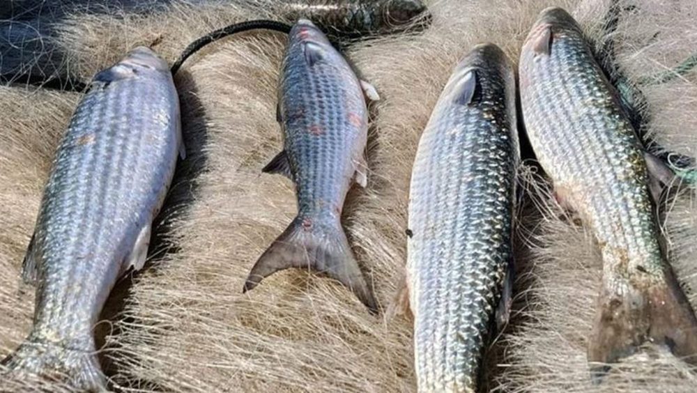 Pesca de tainha na modalidade arrasto de praia está suspensa Imagem referente a Pesca de tainha na modalidade arrasto de praia está suspensa