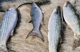 Pesca de tainha na modalidade arrasto de praia está suspensa