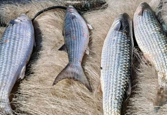 Pesca de tainha na modalidade arrasto de praia está suspensa