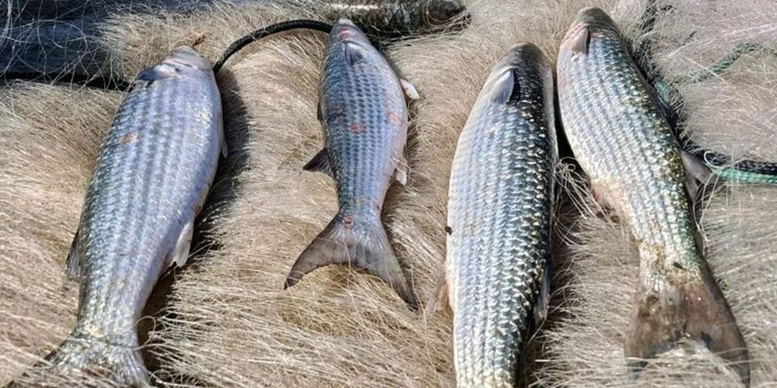 Imagem referente a Pesca de tainha na modalidade arrasto de praia está suspensa