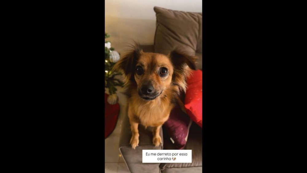 Cachorra Amora desapareceu no bairro Novo Milênio Imagem referente a Cachorra Amora desapareceu no bairro Novo Milênio
