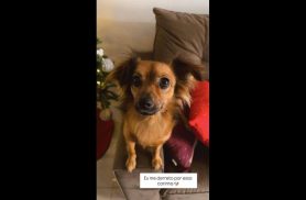 Cachorra Amora desapareceu no bairro Novo Milênio