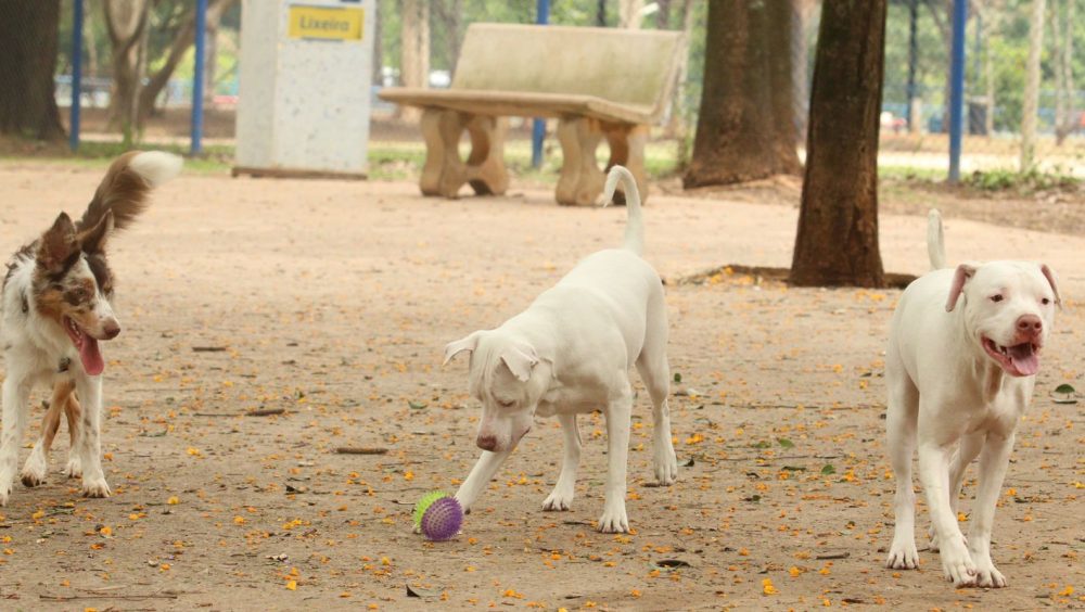 Lei torna crime exercício ilegal da medicina veterinária Imagem referente a Lei torna crime exercício ilegal da medicina veterinária