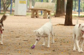 Lei torna crime exercício ilegal da medicina veterinária 