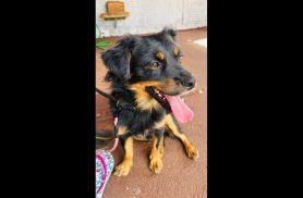 Cachorro é encontrado no bairro Parque Verde