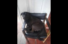 Cachorro desapareceu no bairro Cancelli