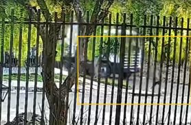 Câmera flagra momento exato em que menino é atropelado e morto no Morumbi