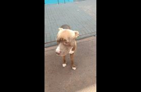 Cachorro é encontrado no bairro Brasmadeira