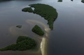 Carbono azul ganha espaço na agenda climática dos oceanos