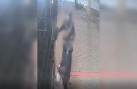 Casal furta muda de planta na Avenida Brasil em Cascavel