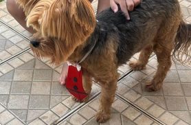 Cachorro Duque desapareceu no bairro Neva