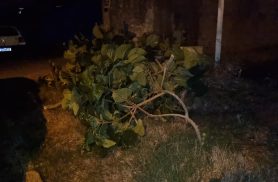Caminhão atinge galhos de árvore e mobiliza Corpo de Bombeiros no bairro Cascavel Velho