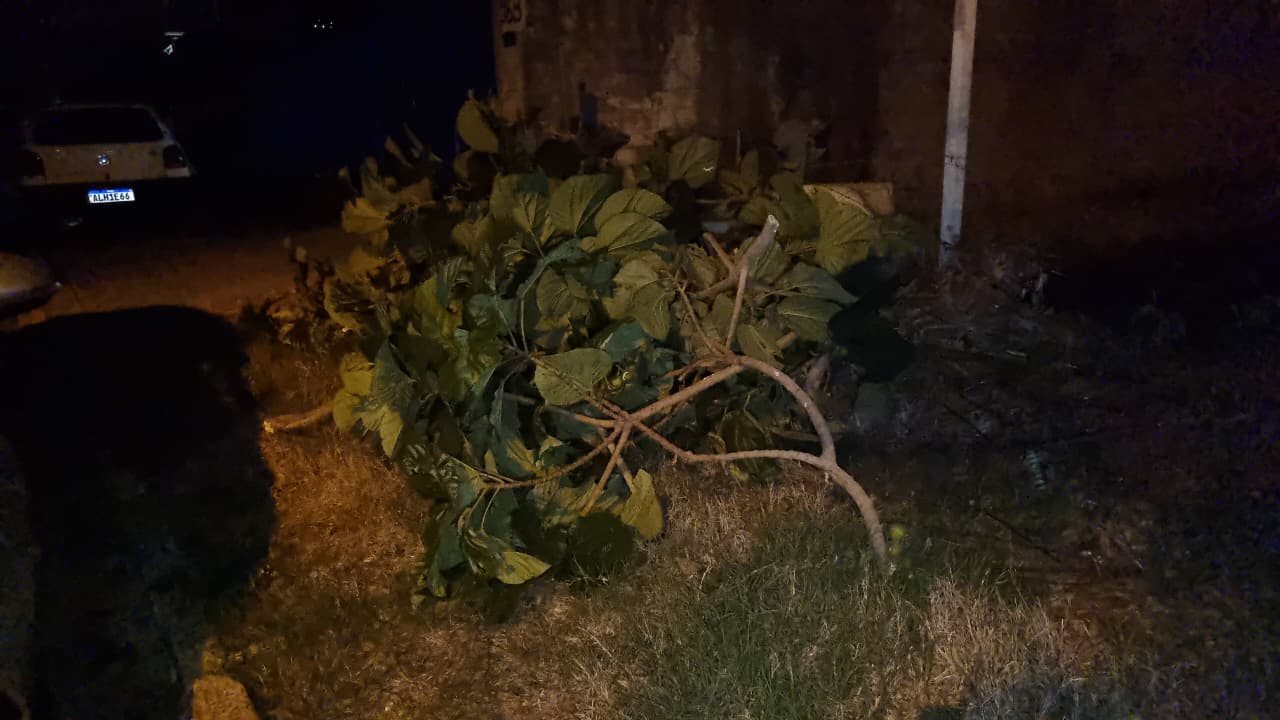 Caminhão atinge galhos de árvore e mobiliza Corpo de Bombeiros no bairro Cascavel Velho