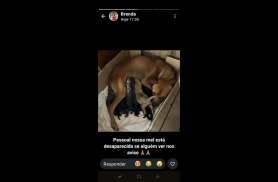 Cachorra Mel desapareceu no bairro Cascavel Velho