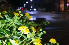 Com ruas molhadas e clima ameno, Cascavel amanhece sob céu encoberto