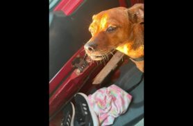 Cachorra Mel desapareceu no bairro Cascavel Velho